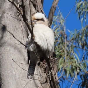 Dacelo novaeguineae at Paddys River, ACT - 2 Jun 2020 12:31 PM