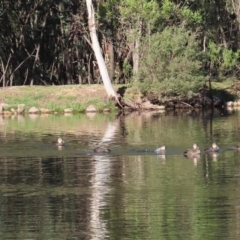 Anas superciliosa at Paddys River, ACT - 2 Jun 2020 02:13 PM