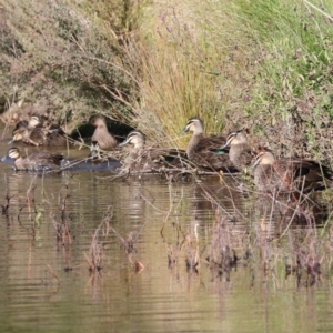 Anas superciliosa at Paddys River, ACT - 2 Jun 2020