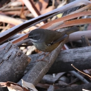 Sericornis frontalis at Paddys River, ACT - 2 Jun 2020