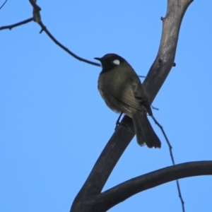 Nesoptilotis leucotis at Paddys River, ACT - 2 Jun 2020