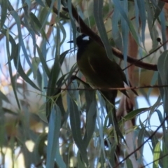 Nesoptilotis leucotis at Paddys River, ACT - 2 Jun 2020