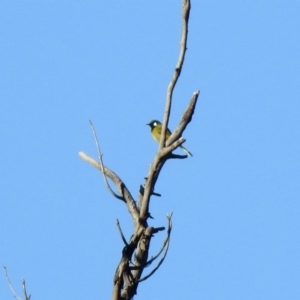 Nesoptilotis leucotis at Paddys River, ACT - 2 Jun 2020