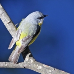 Eopsaltria australis at Paddys River, ACT - 2 Jun 2020 12:54 PM