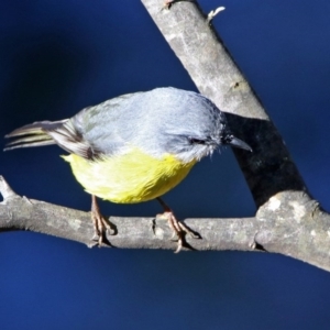 Eopsaltria australis at Paddys River, ACT - 2 Jun 2020 12:54 PM