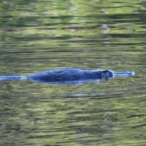 Ornithorhynchus anatinus at Paddys River, ACT - 2 Jun 2020