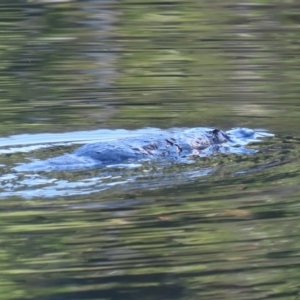 Ornithorhynchus anatinus at Paddys River, ACT - 2 Jun 2020