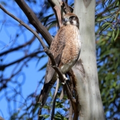 Falco berigora (Brown Falcon) at Fyshwick, ACT - 4 Jun 2020 by RodDeb