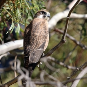 Falco berigora at Fyshwick, ACT - 4 Jun 2020