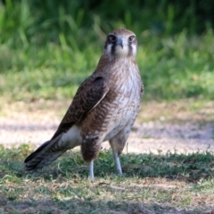 Falco berigora at Fyshwick, ACT - 4 Jun 2020 12:15 PM