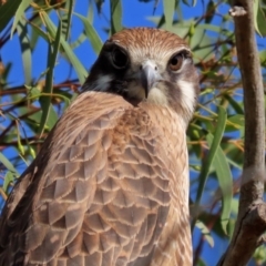 Falco berigora at Fyshwick, ACT - 4 Jun 2020