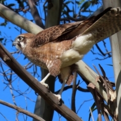 Falco berigora at Fyshwick, ACT - 4 Jun 2020 12:15 PM