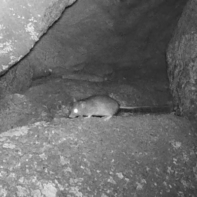 Rattus or Mastacomys sp. (genus) (An unidentified rat species) at Rendezvous Creek, ACT - 4 Jun 2020 by ChrisHolder