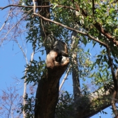 Native tree with hollow(s) (Native tree with hollow(s)) at Mogo, NSW - 4 Jun 2020 by nickhopkins