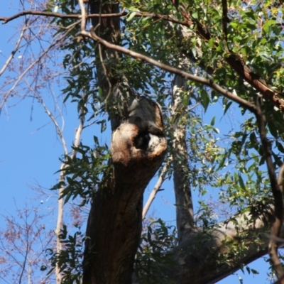 Native tree with hollow(s) (Native tree with hollow(s)) at Mogo, NSW - 4 Jun 2020 by nickhopkins