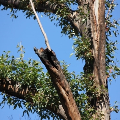 Native tree with hollow(s) (Native tree with hollow(s)) at Mogo, NSW - 4 Jun 2020 by nickhopkins