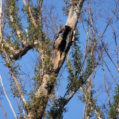 Native tree with hollow(s) (Native tree with hollow(s)) at Mogo, NSW - 5 Jun 2020 by nickhopkins