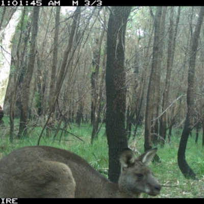 Macropus giganteus (Eastern Grey Kangaroo) at Lake Conjola, NSW - 4 Jun 2020 by simon.slater