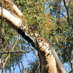 Native tree with hollow(s) (Native tree with hollow(s)) at Mogo, NSW - 4 Jun 2020 by nickhopkins