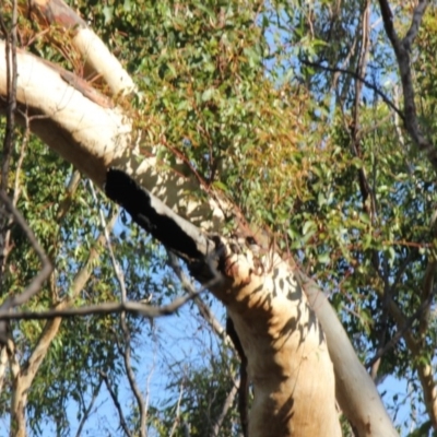 Native tree with hollow(s) (Native tree with hollow(s)) at Mogo, NSW - 4 Jun 2020 by nickhopkins