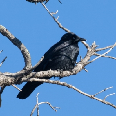 Corvus mellori (Little Raven) at Symonston, ACT - 4 Jun 2020 by rawshorty