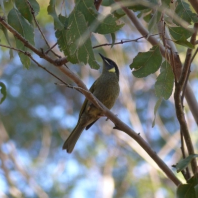 Meliphaga lewinii (Lewin's Honeyeater) at Black Range, NSW - 4 Jun 2020 by MatthewHiggins