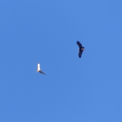 Aquila audax (Wedge-tailed Eagle) at Black Range, NSW - 4 Jun 2020 by MatthewHiggins