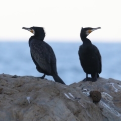 Phalacrocorax carbo (Great Cormorant) at Lilli Pilli, NSW - 5 Jun 2020 by jb2602