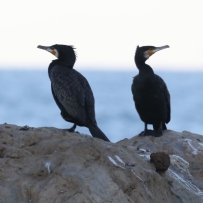 Phalacrocorax carbo (Great Cormorant) at Lilli Pilli, NSW - 4 Jun 2020 by jbromilow50