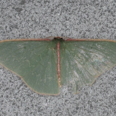 Chlorocoma (genus) (An Emerald moth (Geometrinae)) at Lilli Pilli, NSW - 4 Jun 2020 by jbromilow50