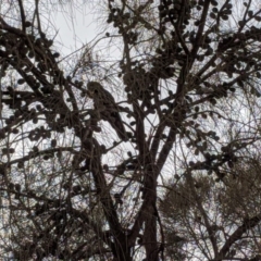 Calyptorhynchus lathami lathami (Glossy Black-Cockatoo) at Hackett, ACT - 1 Jun 2020 by Ral