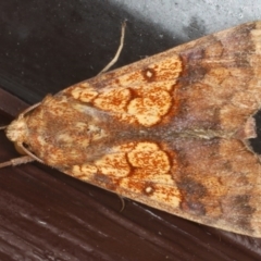 Anomis flava (Cotton Looper) at Lilli Pilli, NSW - 5 Jun 2020 by jb2602