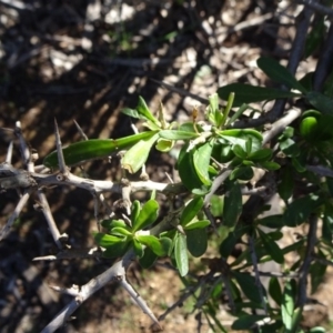 Lycium ferocissimum at Majura, ACT - 5 Jun 2020