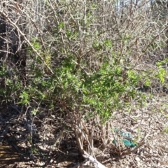 Lycium ferocissimum at Majura, ACT - 5 Jun 2020