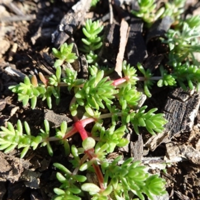 Crassula sieberiana (Austral Stonecrop) at Campbell Park Woodland - 5 Jun 2020 by JanetRussell