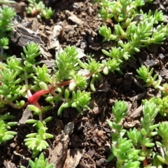 Crassula sieberiana at Majura, ACT - 5 Jun 2020