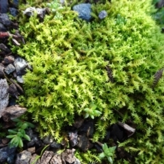 Triquetrella (A trailing moss) at Campbell Park Woodland - 5 Jun 2020 by JanetRussell