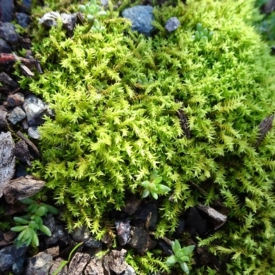 Triquetrella (A trailing moss) at Majura, ACT - 5 Jun 2020 by JanetRussell