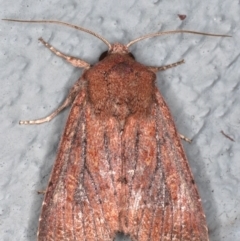 Dasygaster padockina (Tasmanian Cutworm) at Lilli Pilli, NSW - 5 Jun 2020 by jbromilow50