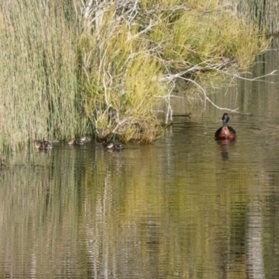 Anas castanea (Chestnut Teal) at Bawley Point, NSW - 4 Jun 2020 by Marg