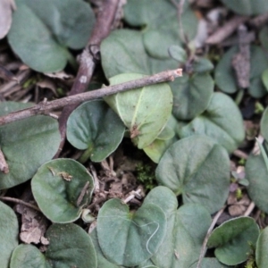 Dichondra repens at Majura, ACT - 5 Jun 2020