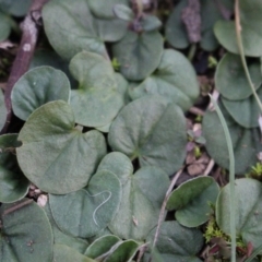 Dichondra repens at Majura, ACT - 5 Jun 2020