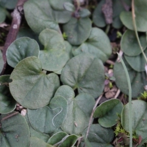 Dichondra repens at Majura, ACT - 5 Jun 2020