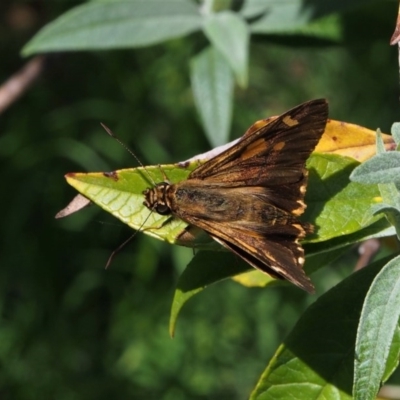 Hesperilla mastersi (Chequered Sedge-skipper) at Doctor George Mountain, NSW - 26 Feb 2015 by AndrewMcCutcheon