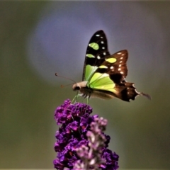 Graphium macleayanum (Macleay's Swallowtail) at Doctor George Mountain, NSW - 20 Feb 2015 by AndrewMcCutcheon