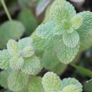 Mentha suaveolens at Coree, ACT - 10 May 2020