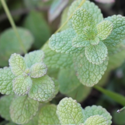 Mentha suaveolens (Apple Mint) at Coree, ACT - 10 May 2020 by Sarah2019