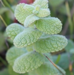 Mentha suaveolens at Coree, ACT - 10 May 2020