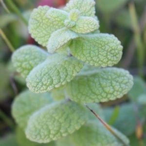 Mentha suaveolens at Coree, ACT - 10 May 2020