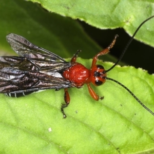 Braconidae (family) at Rosedale, NSW - 5 Jun 2020 12:50 PM